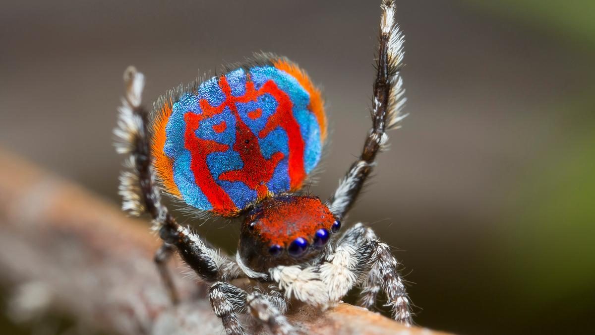 Peacock_Spider