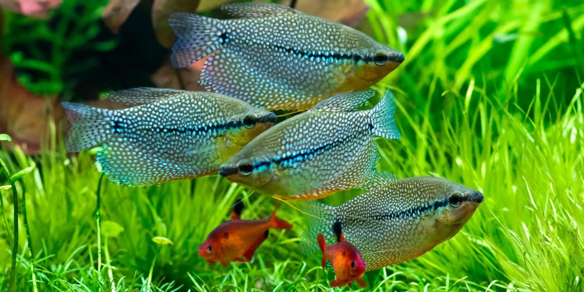 Pearl_Gourami