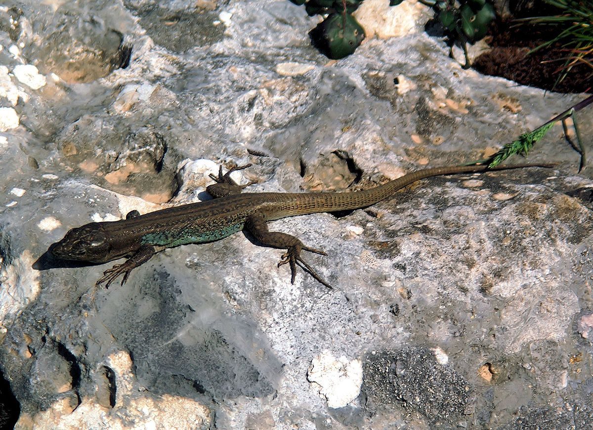 Peloponnese_Wall_Lizard