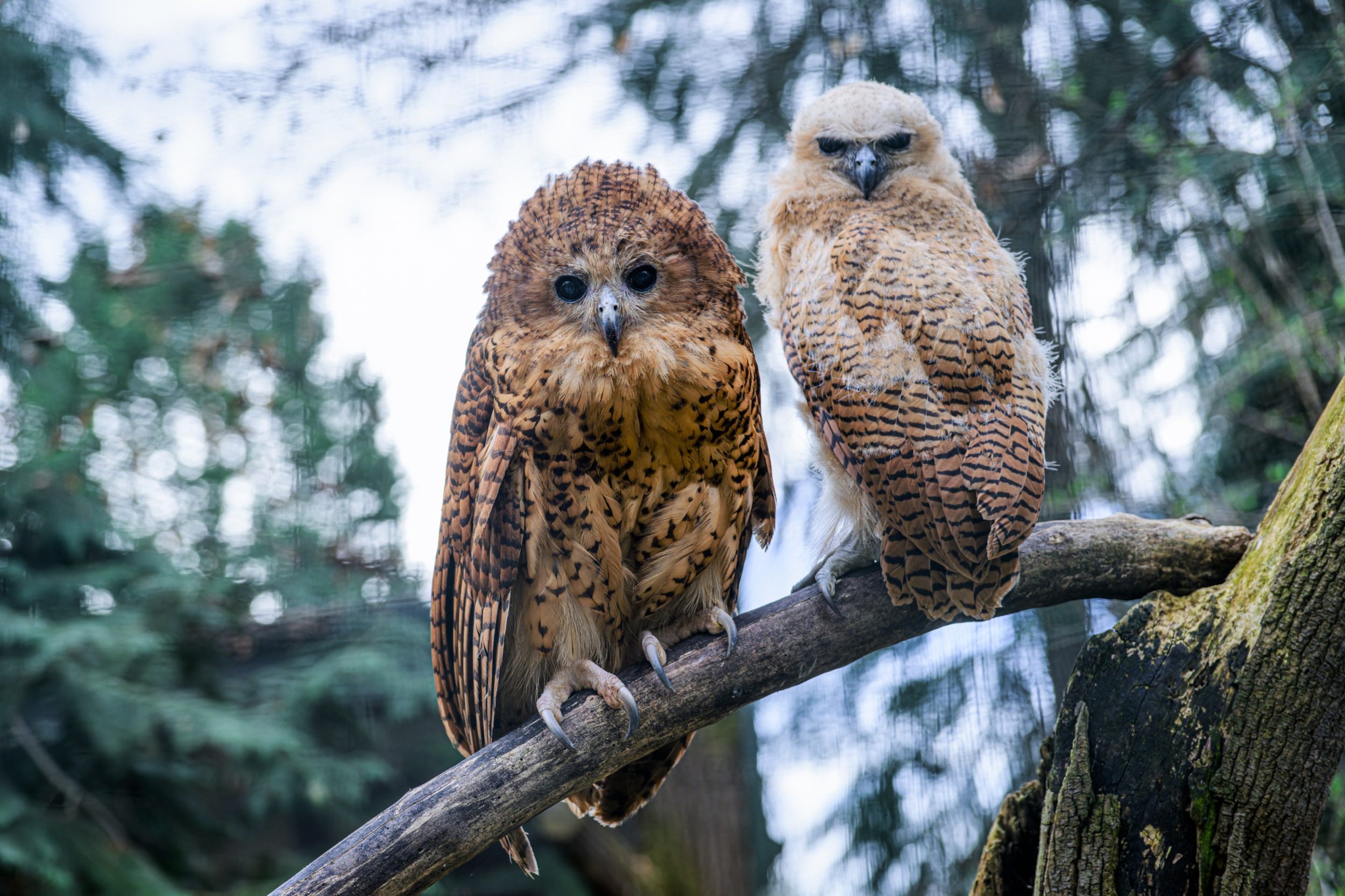 Pels_Fishing_Owl