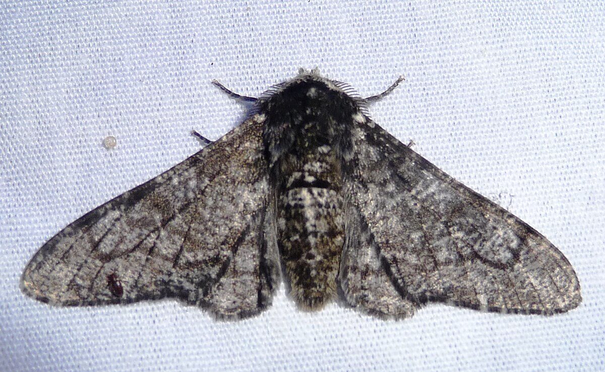 Peppered_Moth