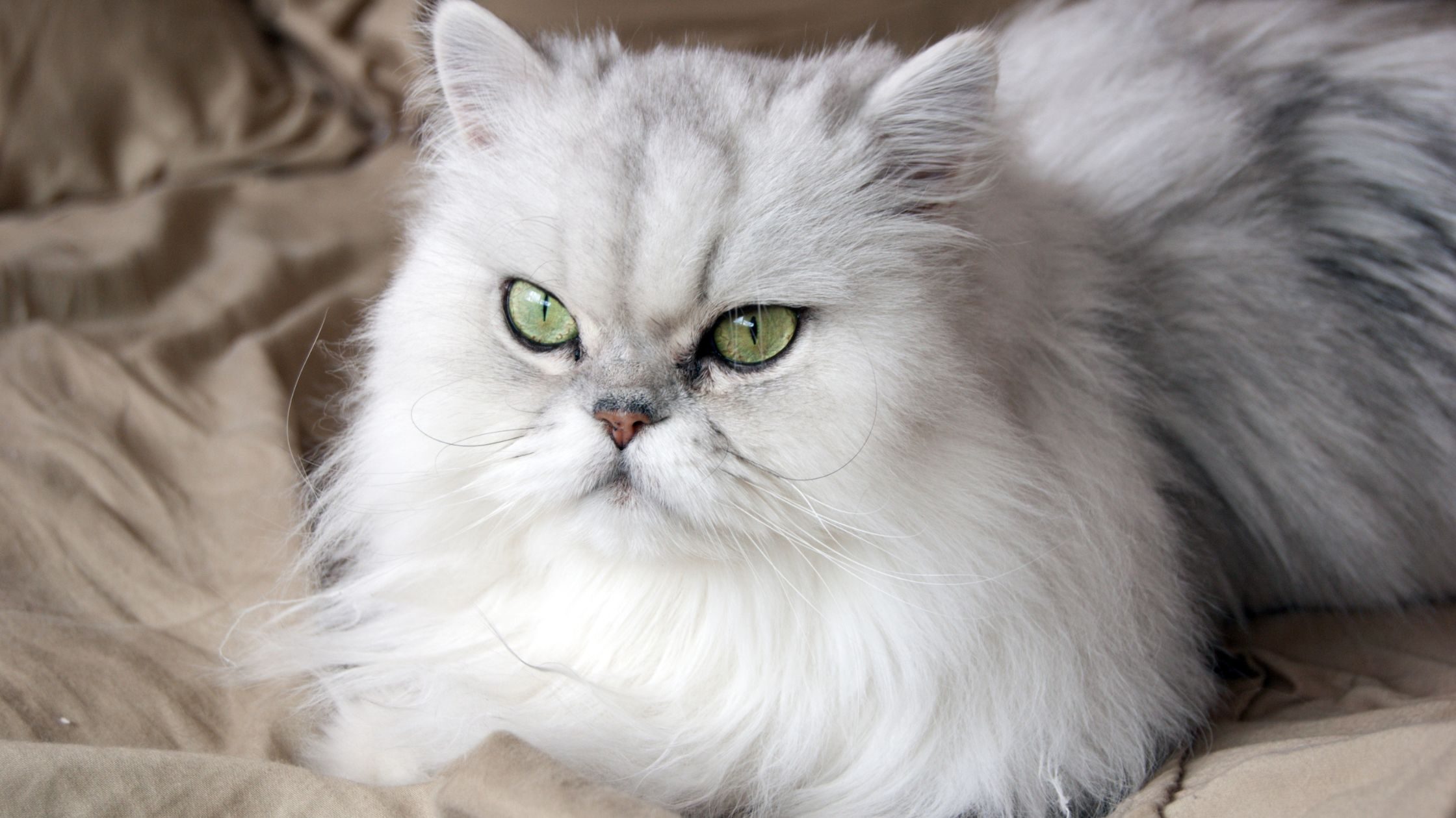 Persian_Cat