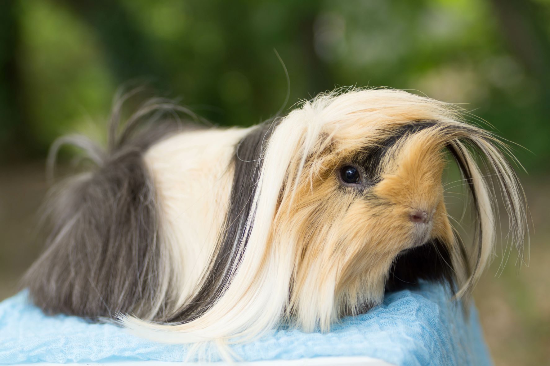 Peruvian_Guinea_Pig