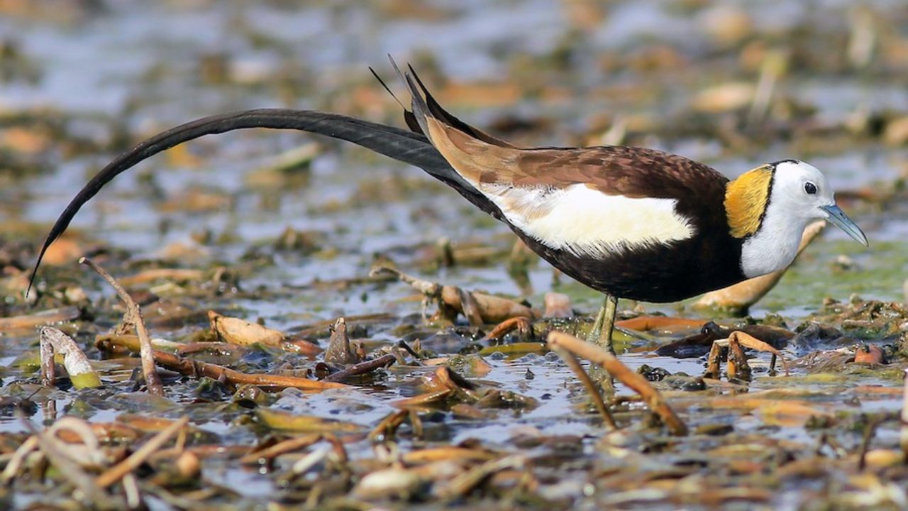 Pheasant-Tailed_Jacana