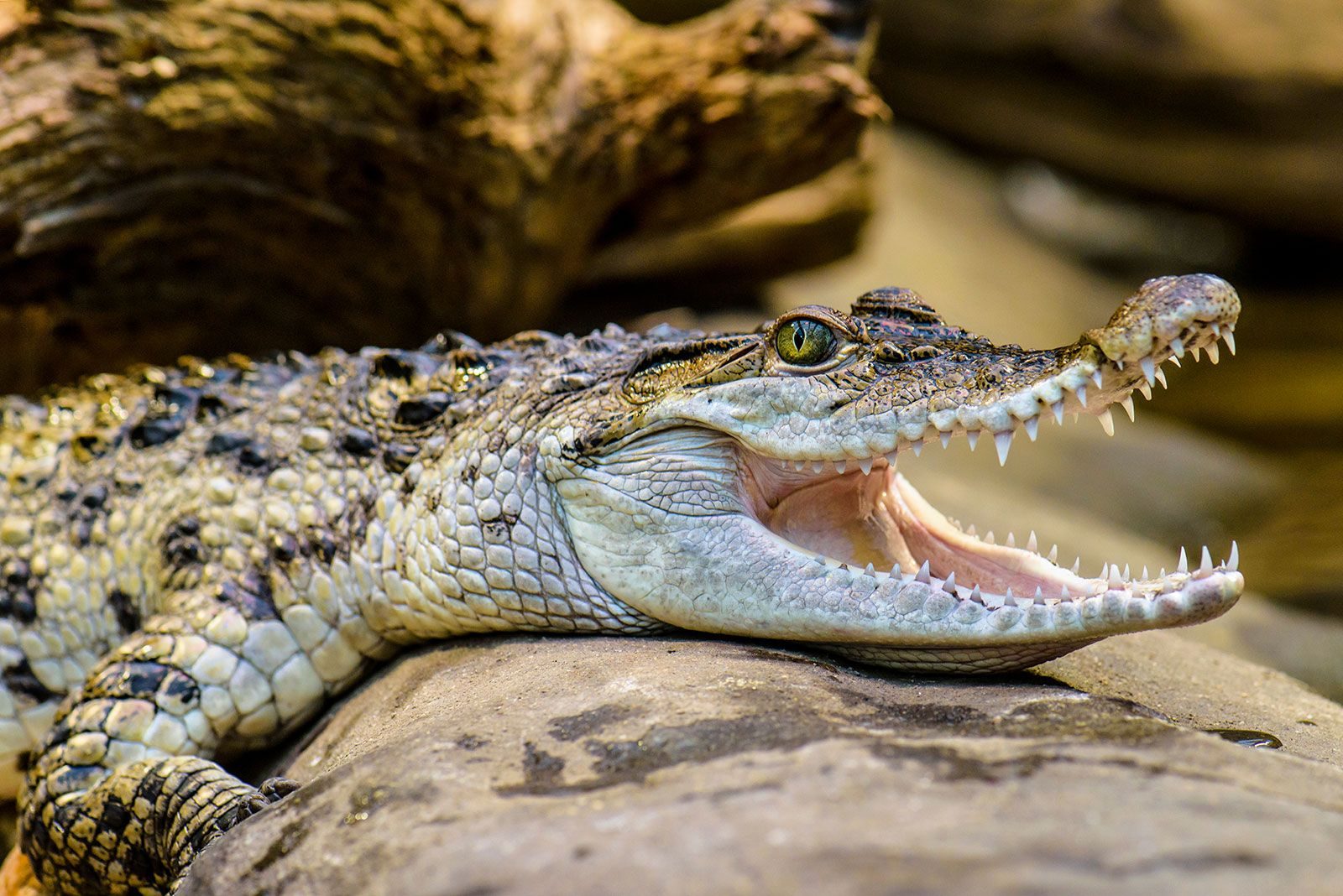 Philippine_Crocodile