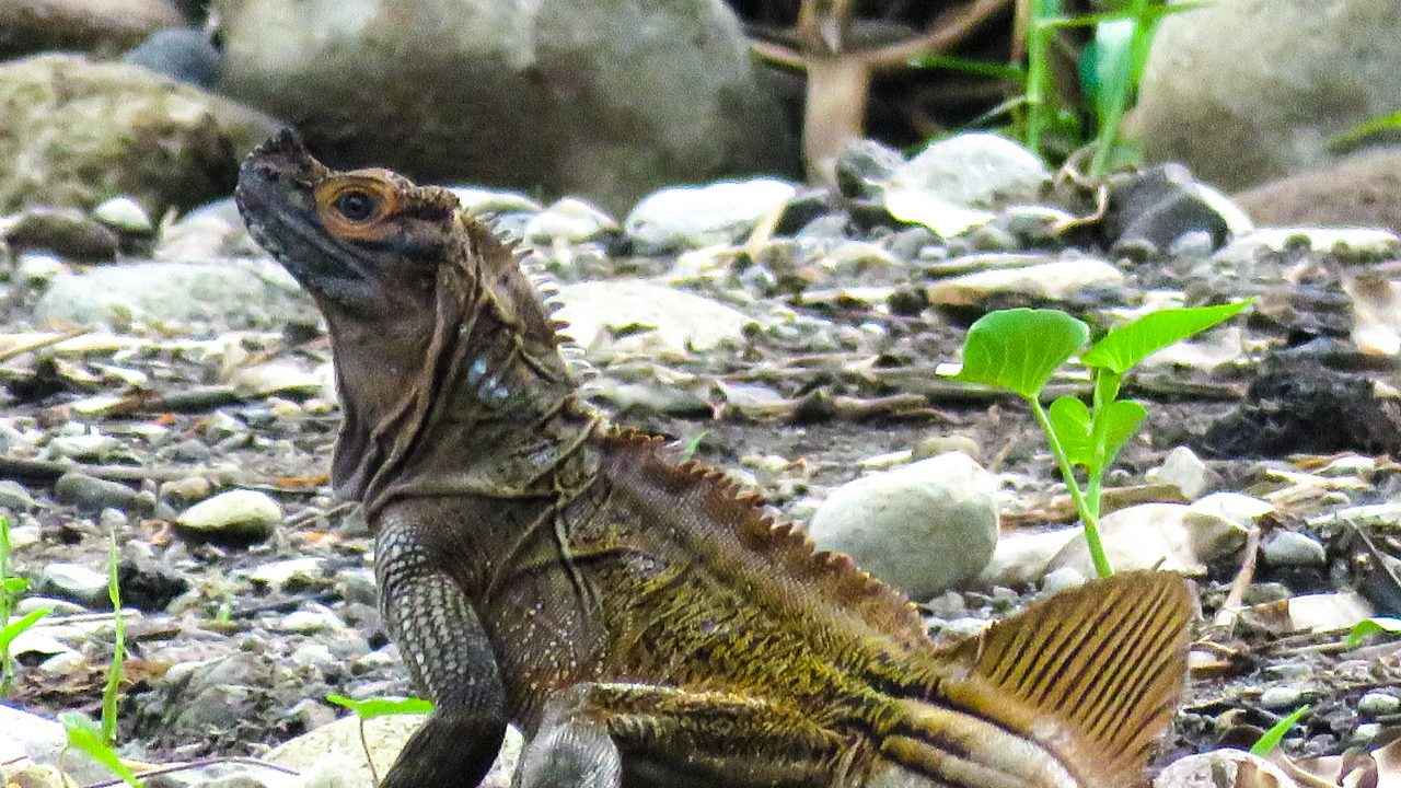 Philippine_Sailfin_Lizard