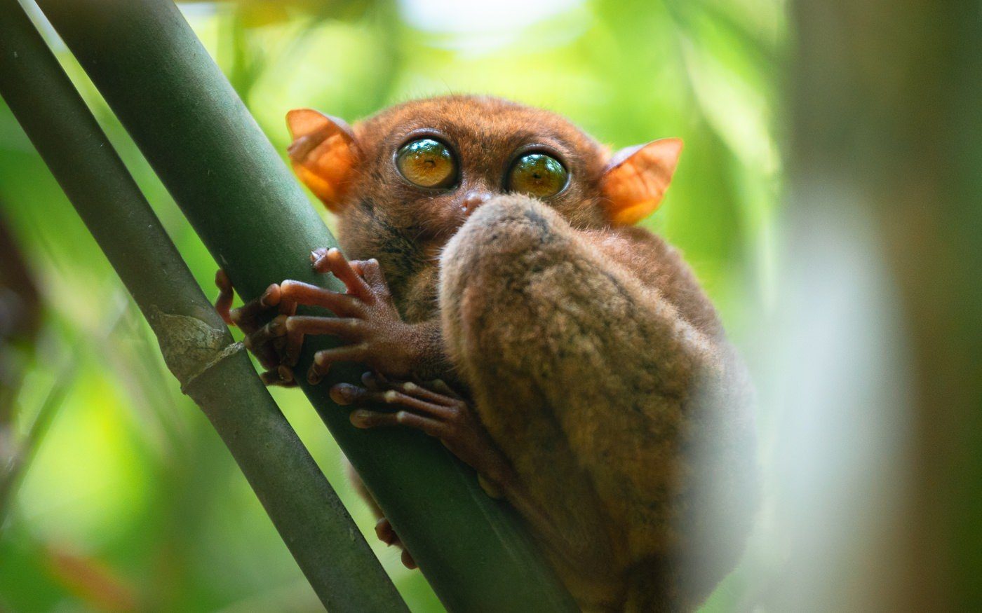 Philippine_Tarsier