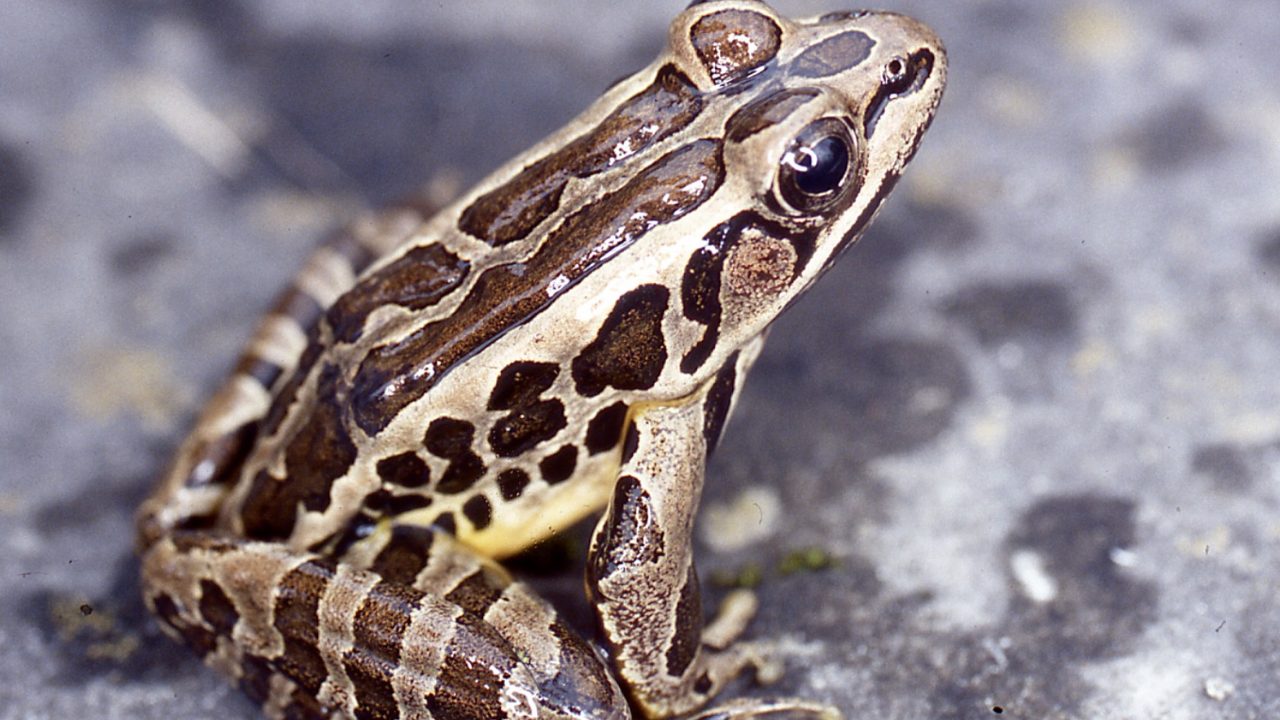 Pickerel_Frog