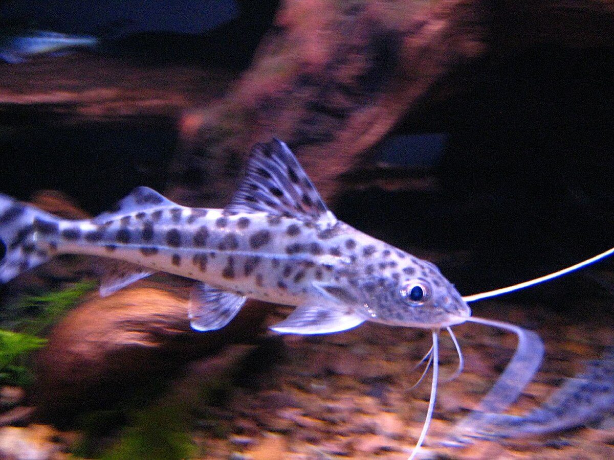 Pictus_Catfish