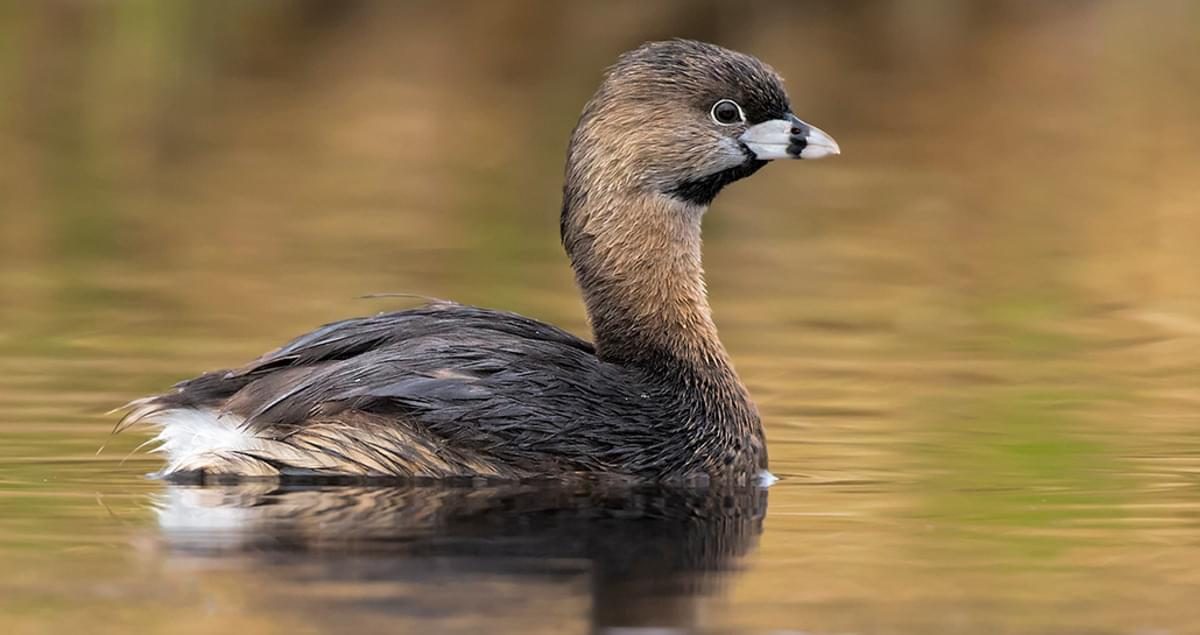 Pied-Billed_Grebe