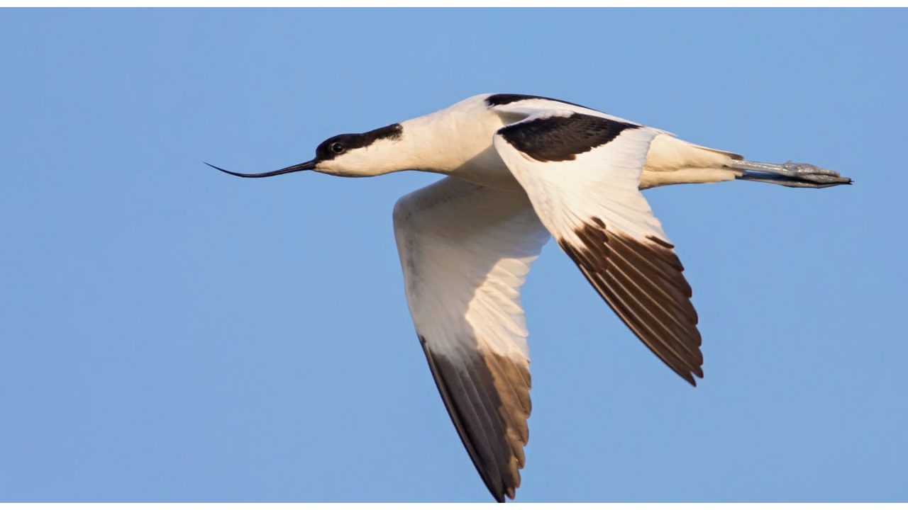 Pied_Avocet