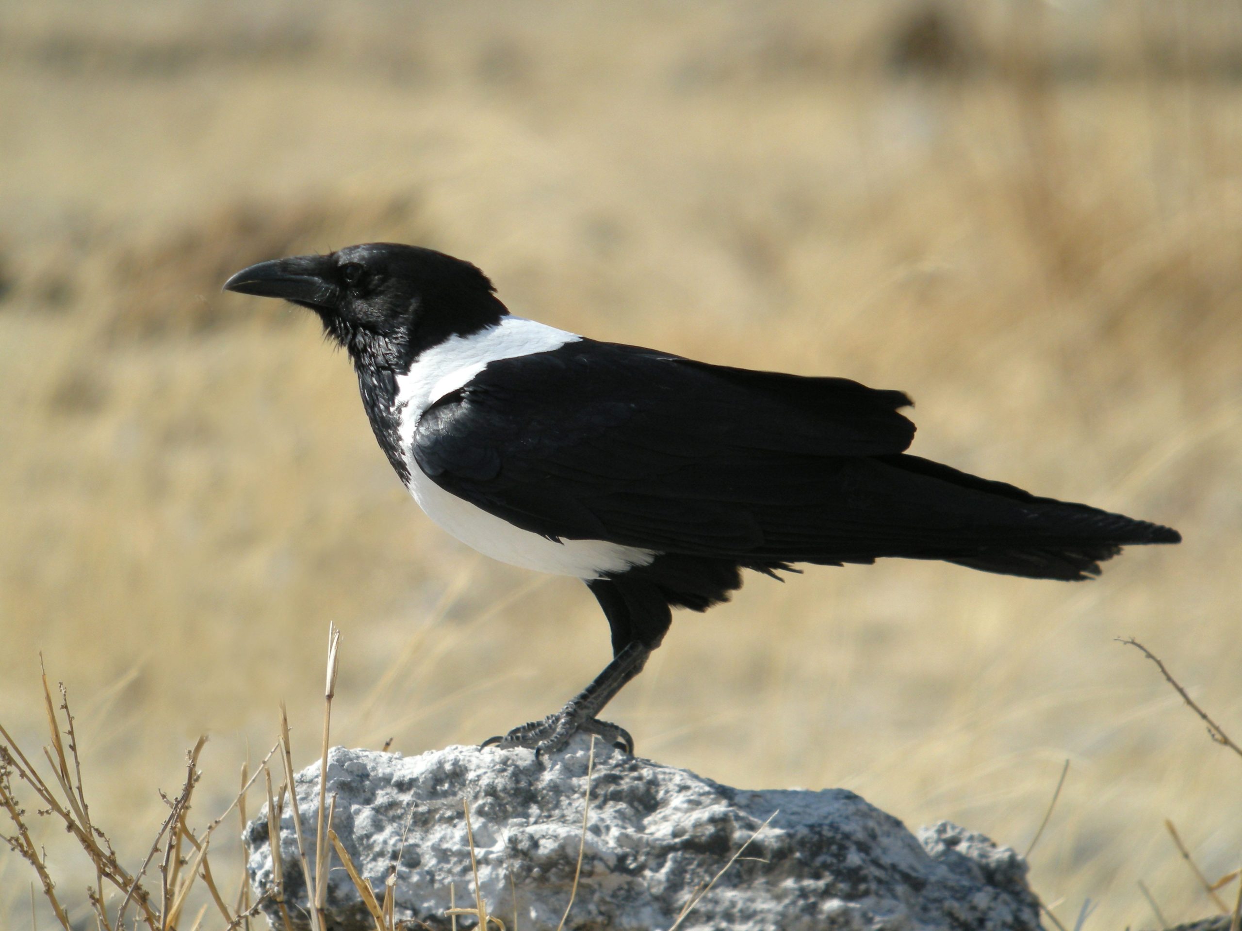 Pied_Crow