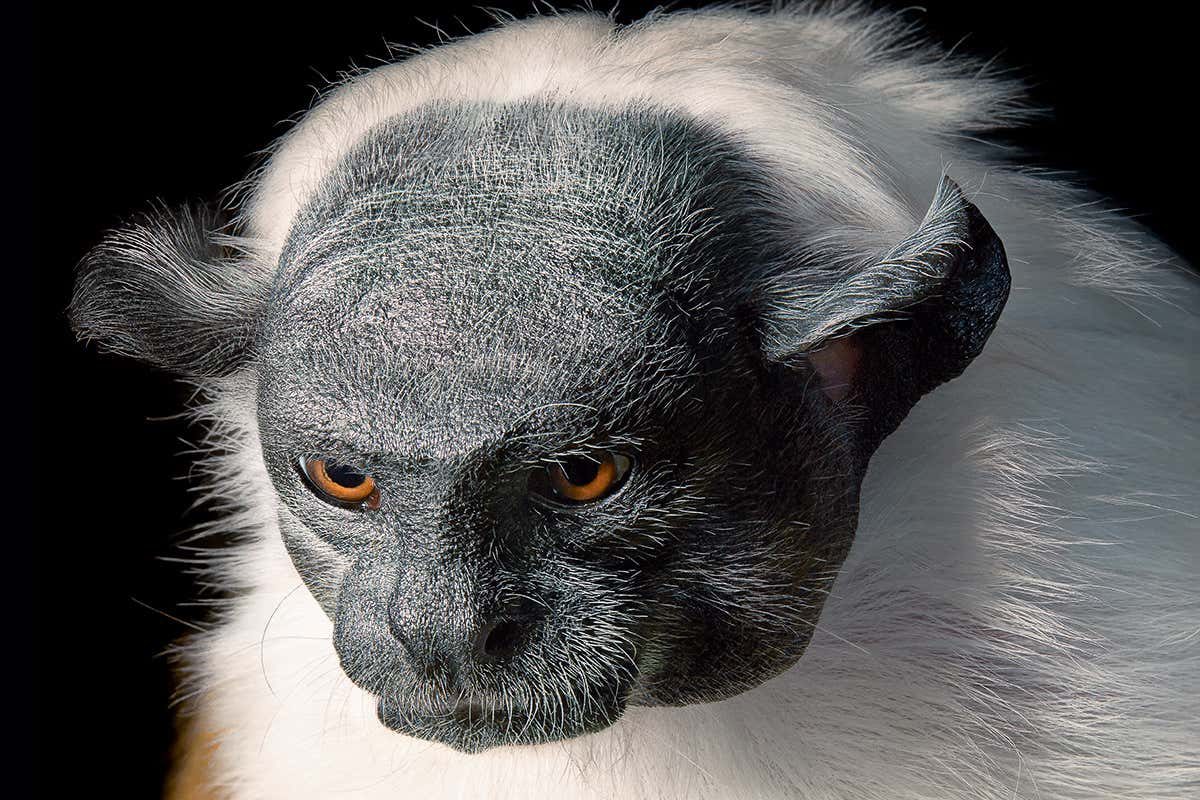 Pied_Tamarin