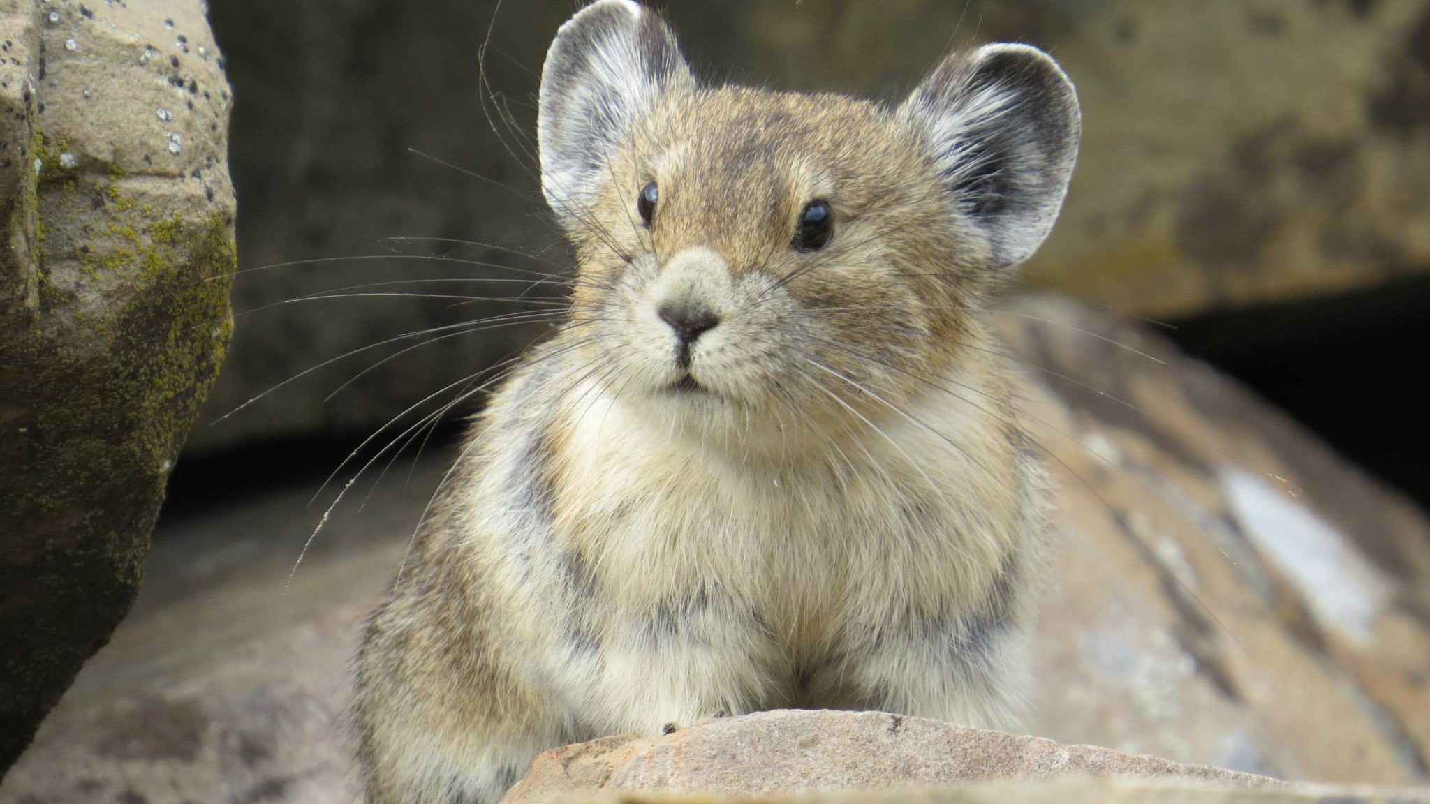 Pika