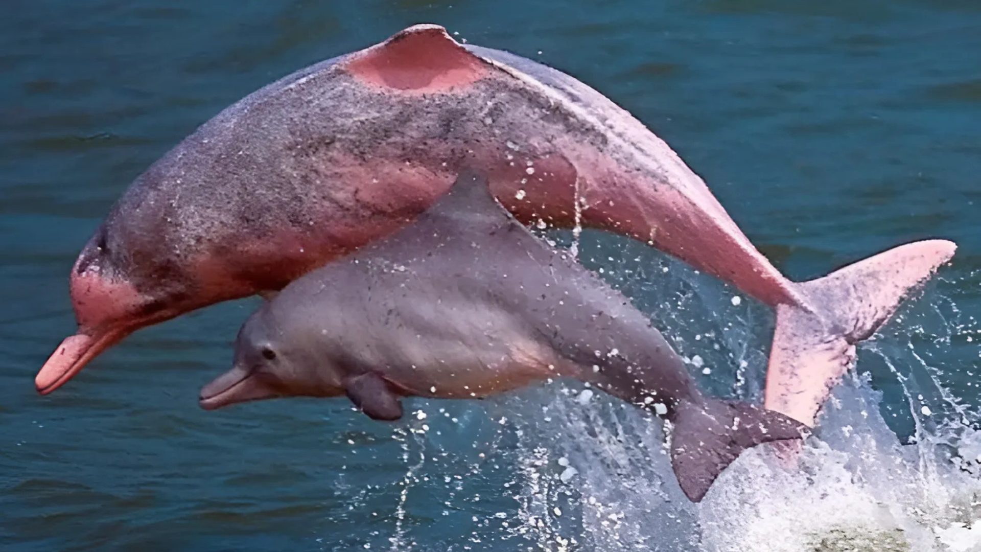 Pink_River_Dolphin