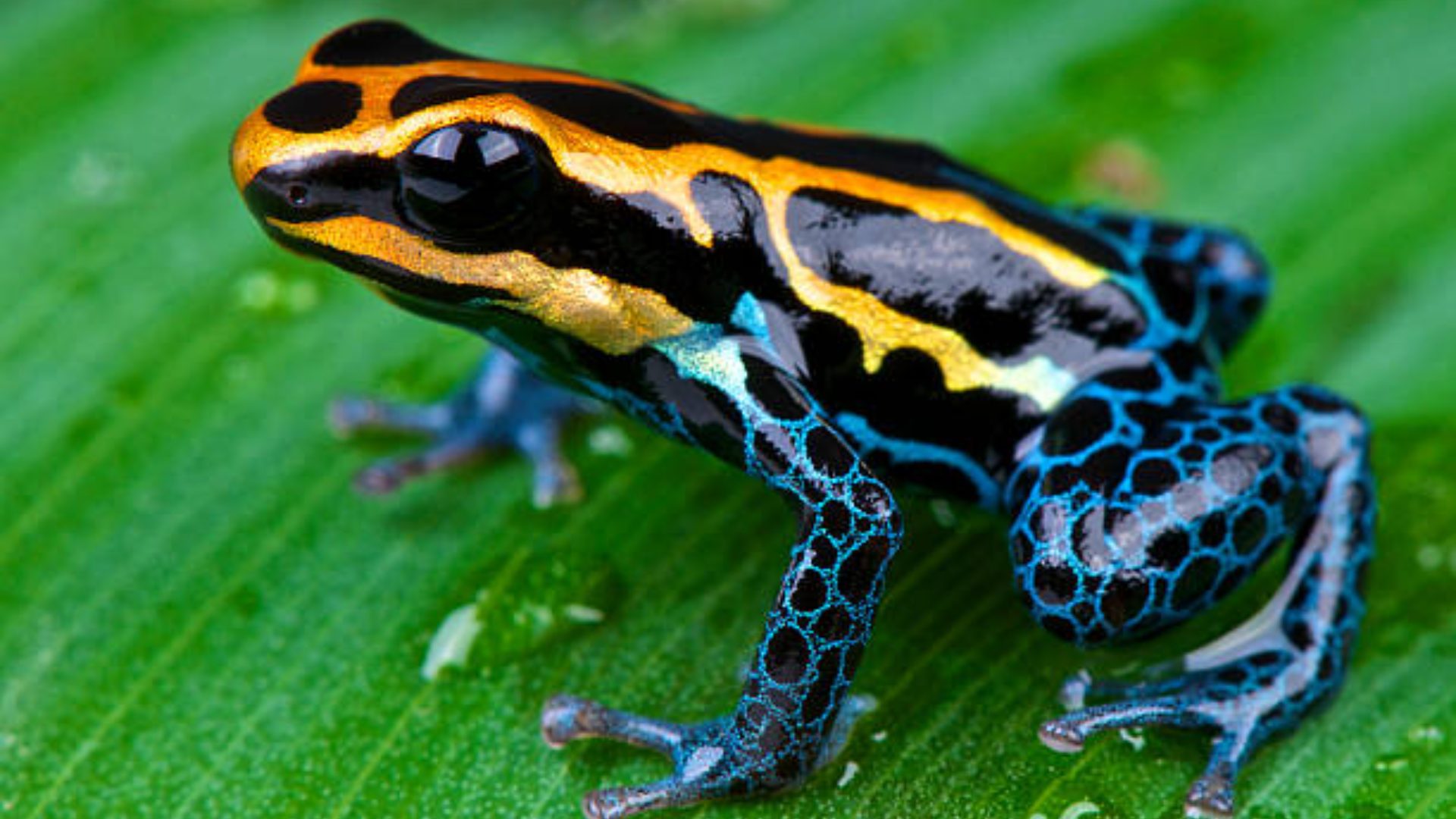 Poison_Dart_Frog