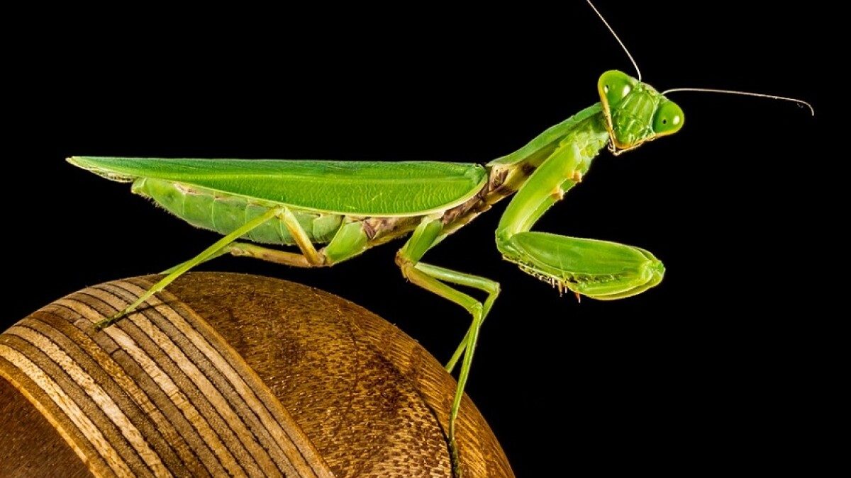 Praying_Mantis