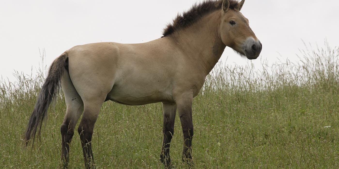 Przewalskis_Horse