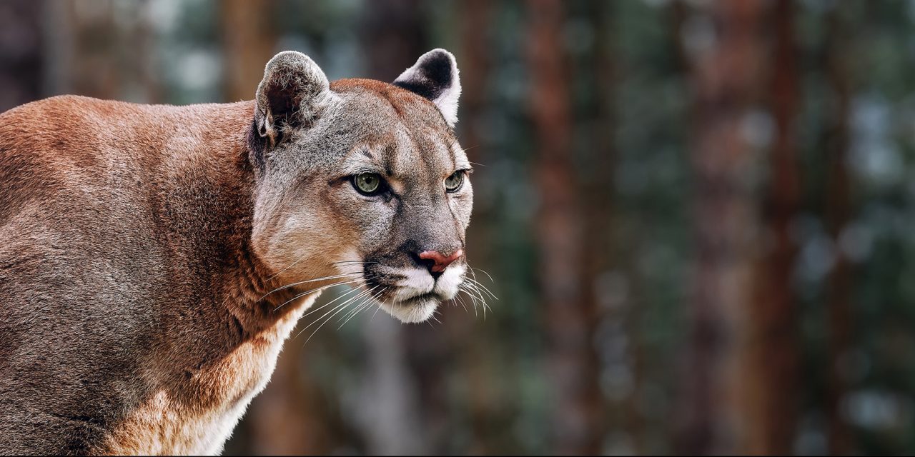 Puma_Cougar_Mountain_Lion