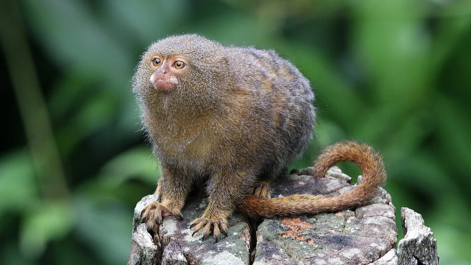 Pygmy_Marmoset