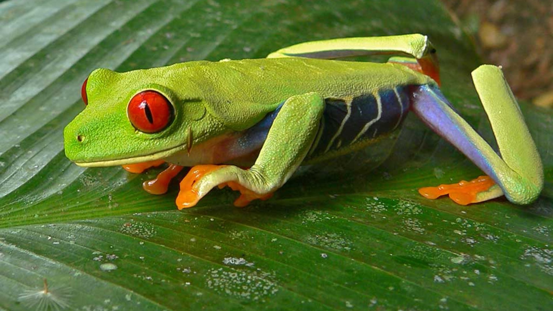 Red-Eyed_Tree_Frog