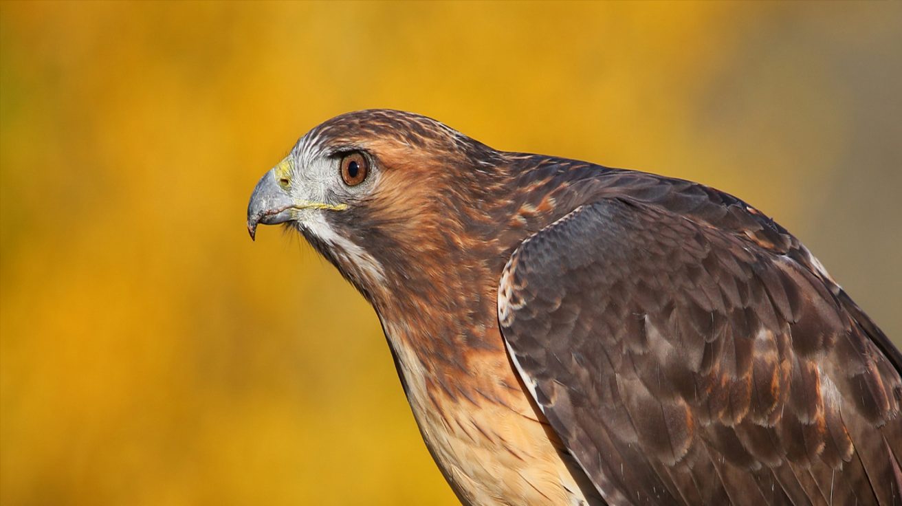 Red-tailed_Hawk