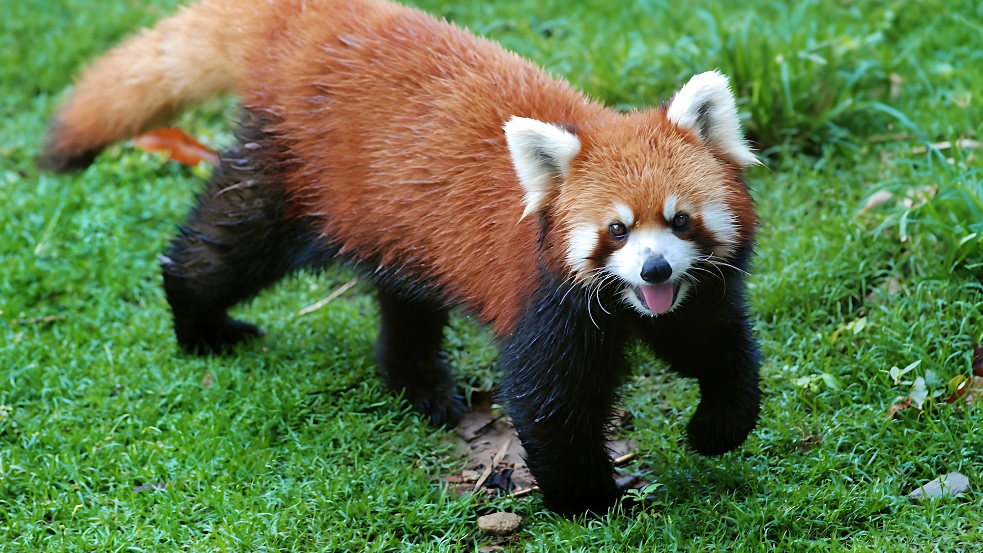 Red_Panda