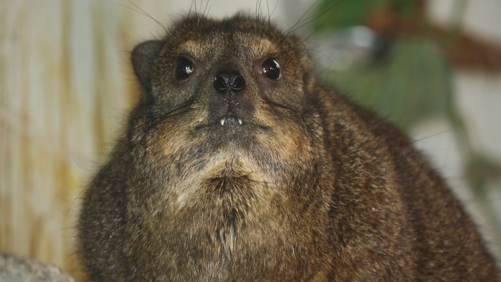 Rock_Hyrax