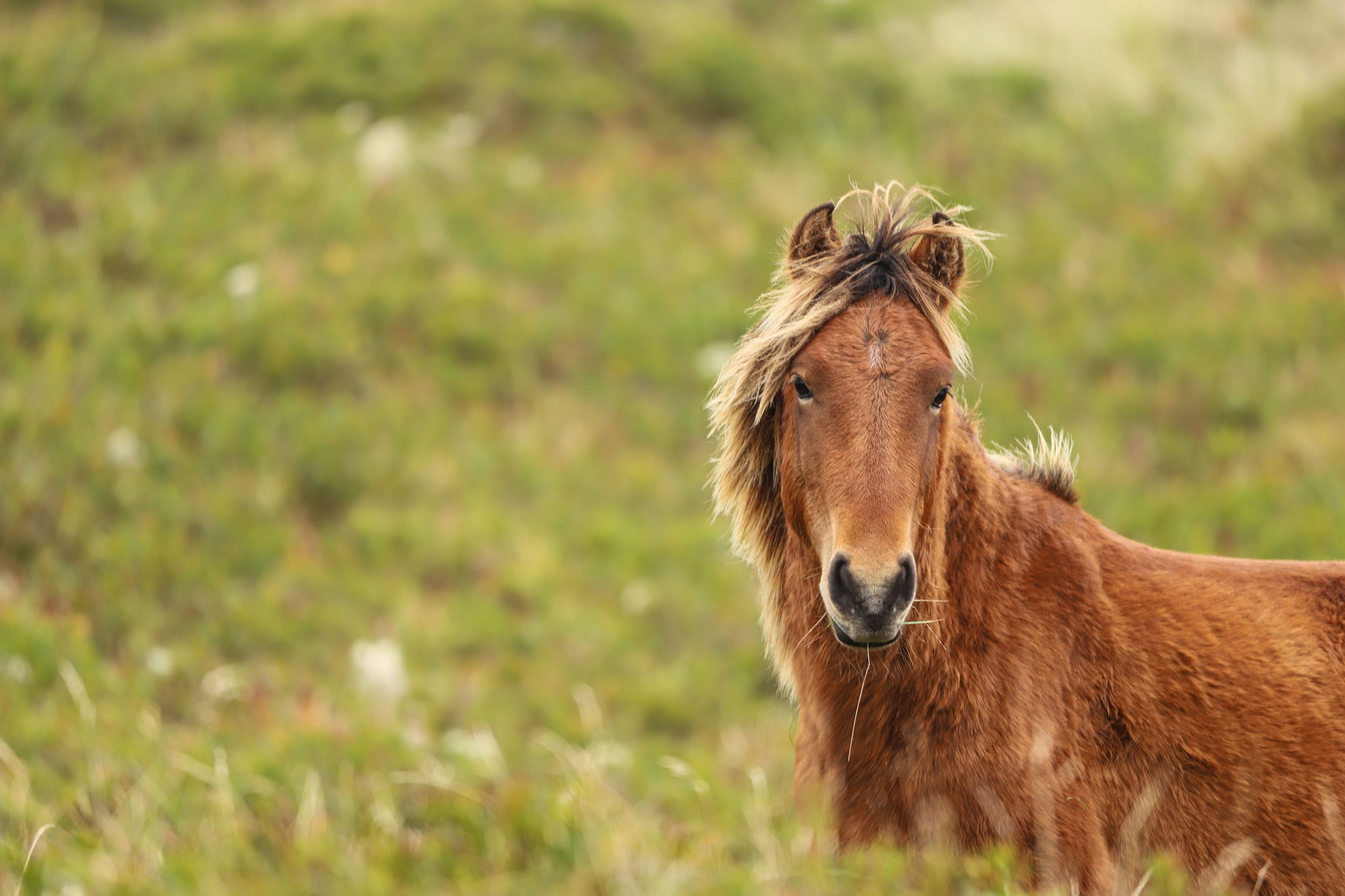 Sable_Island_Horse