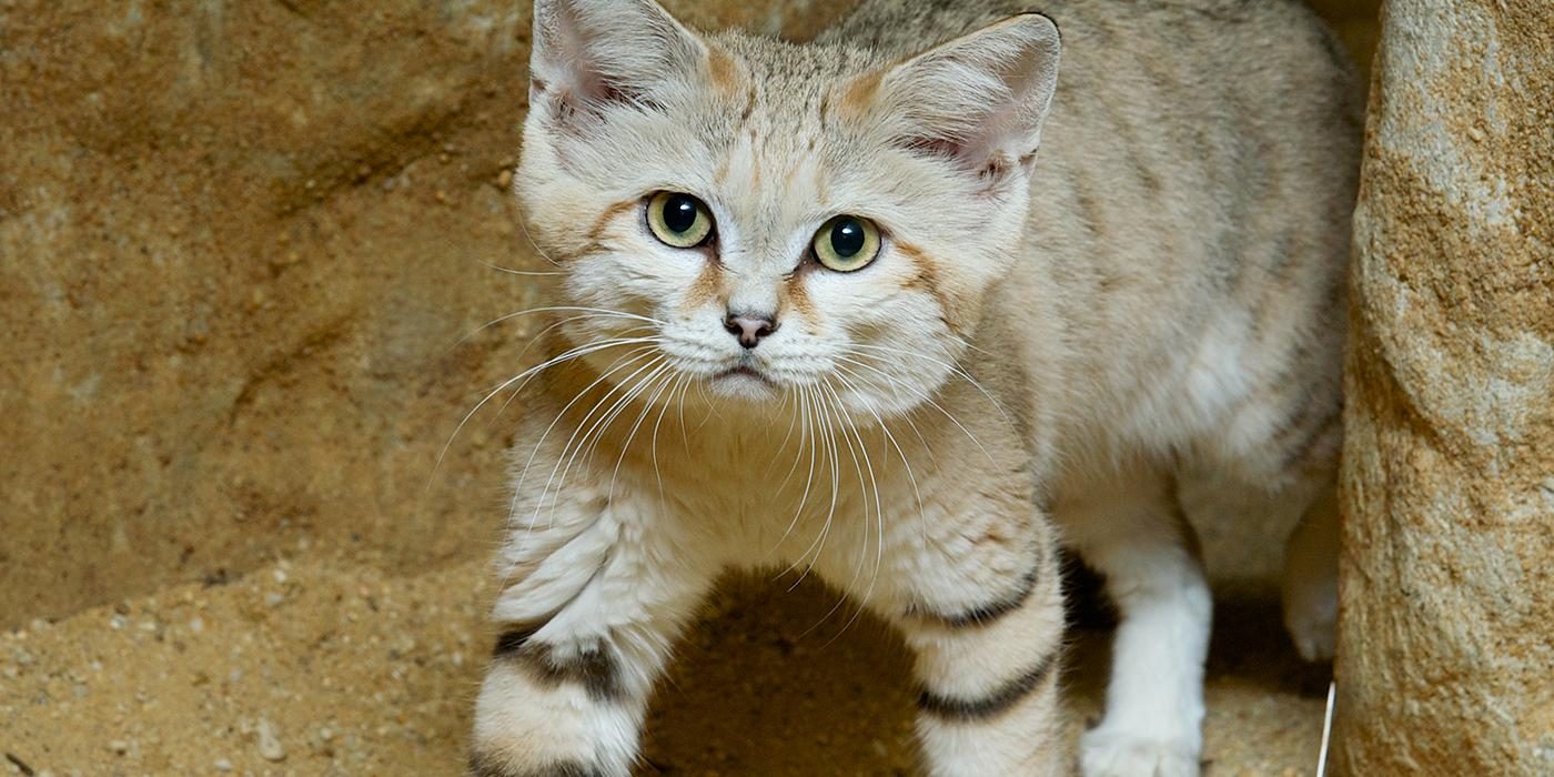 Sand_Cat