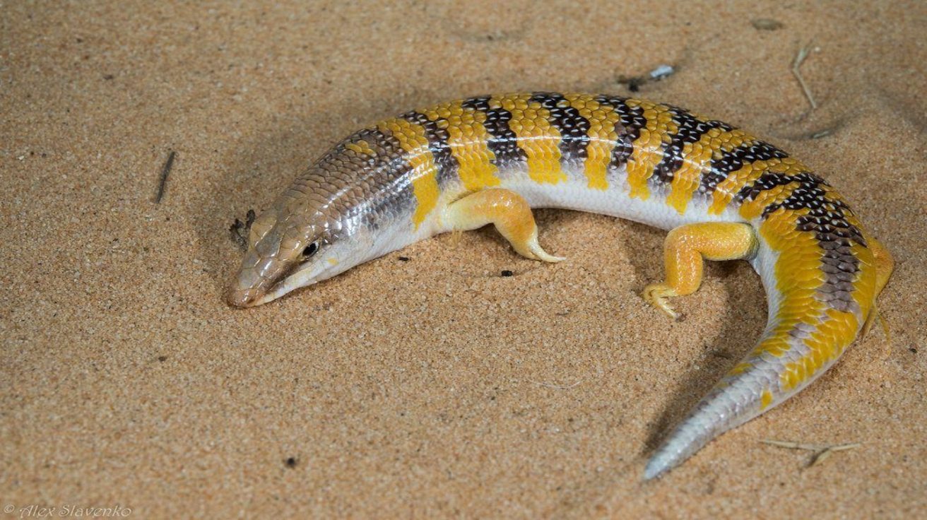 Sandfish_Skink