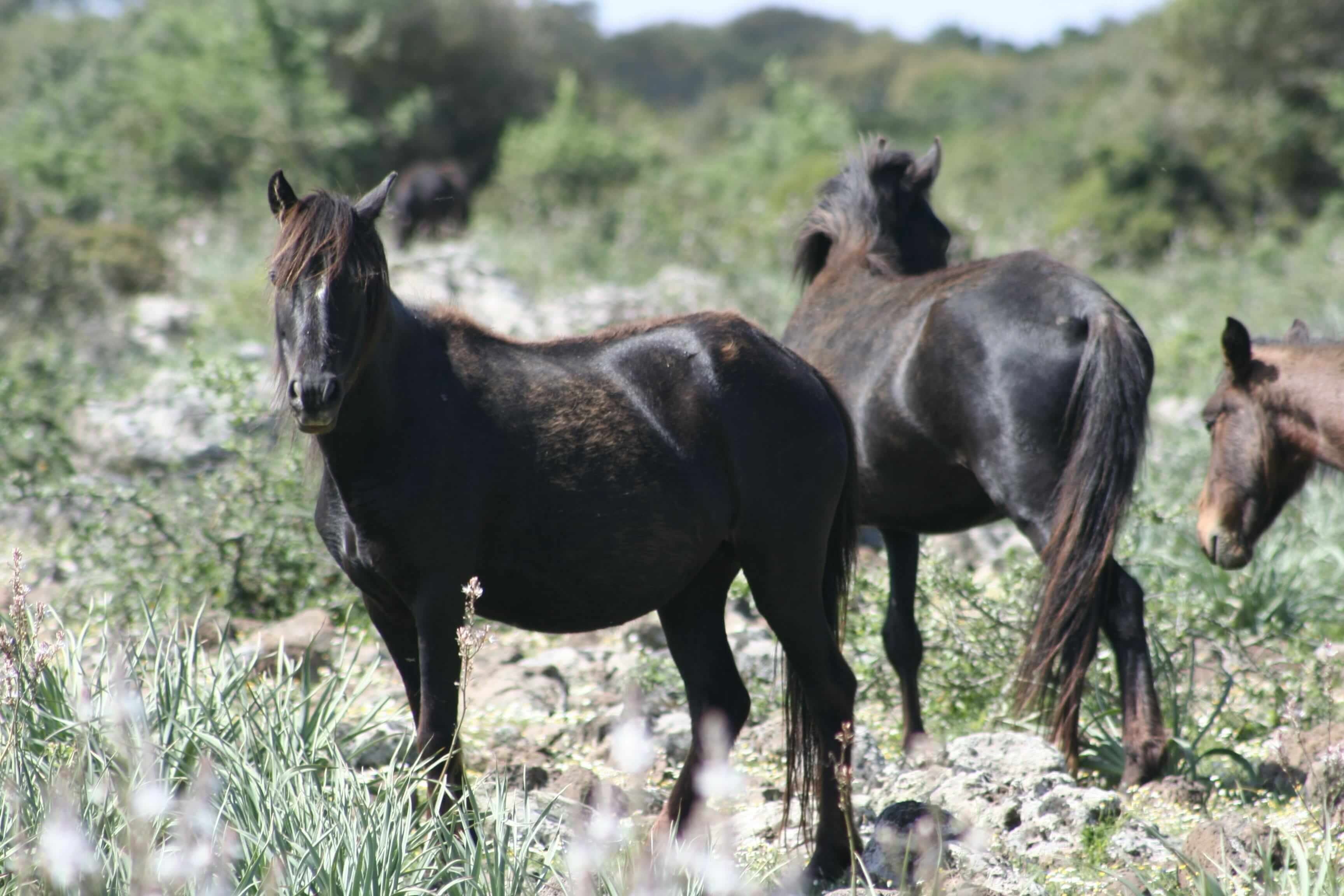 Sardinian_Wild_Horse