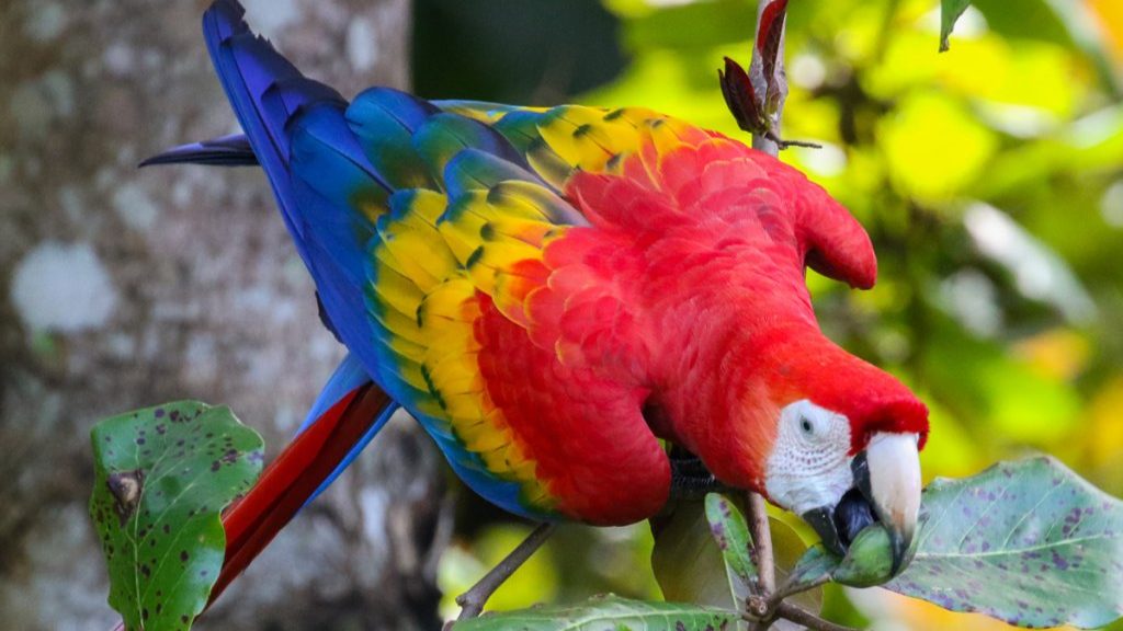 Scarlet_Macaw