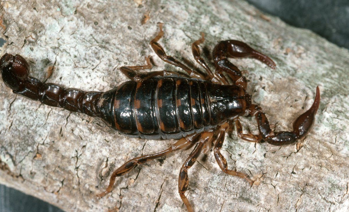 Scorpion