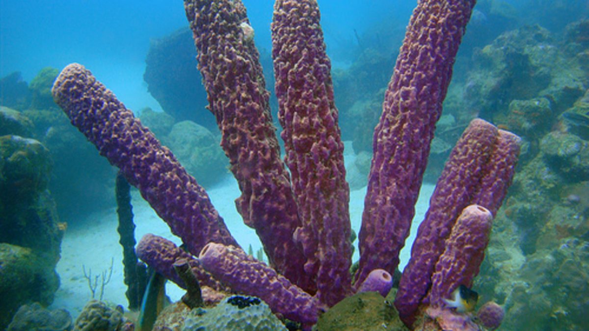 Sea_Sponges