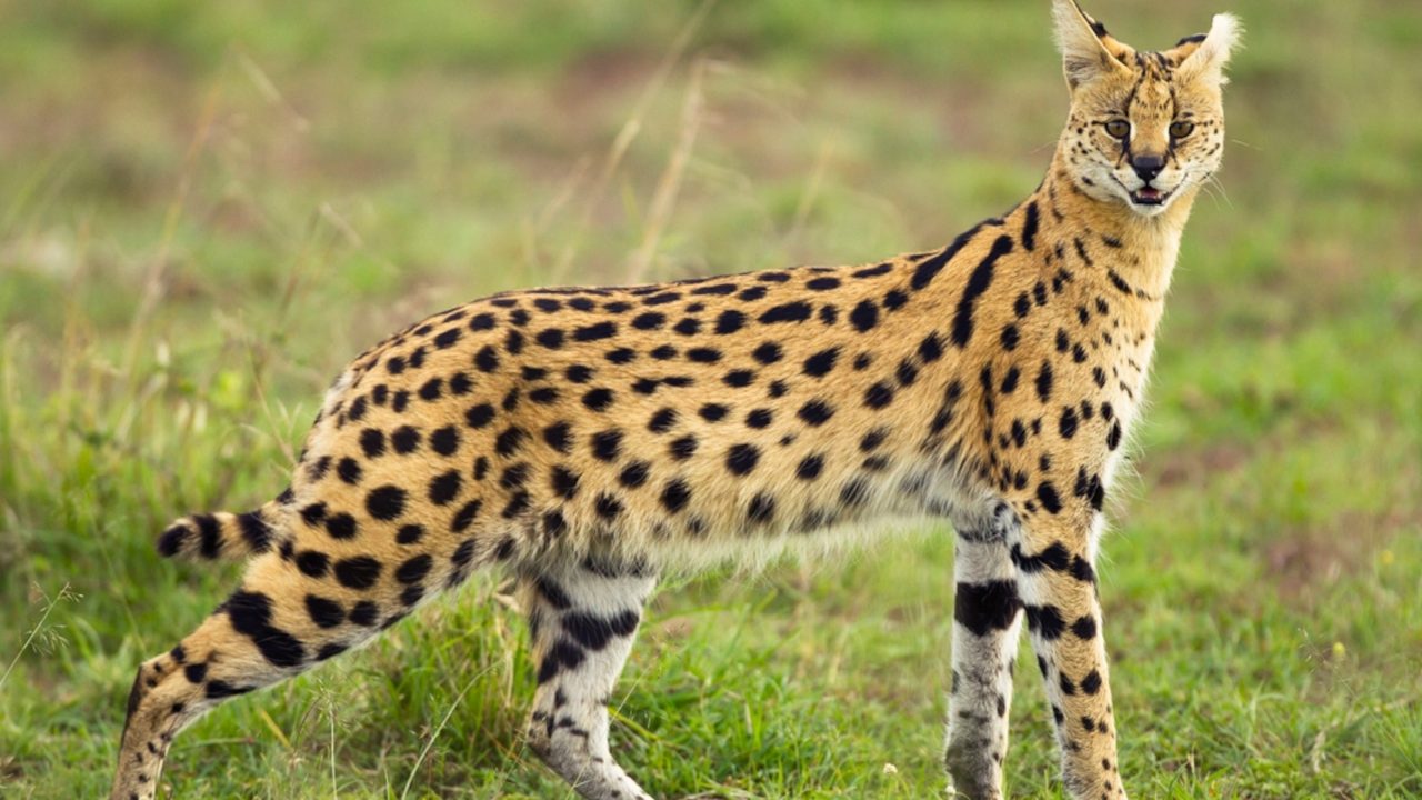 Serval