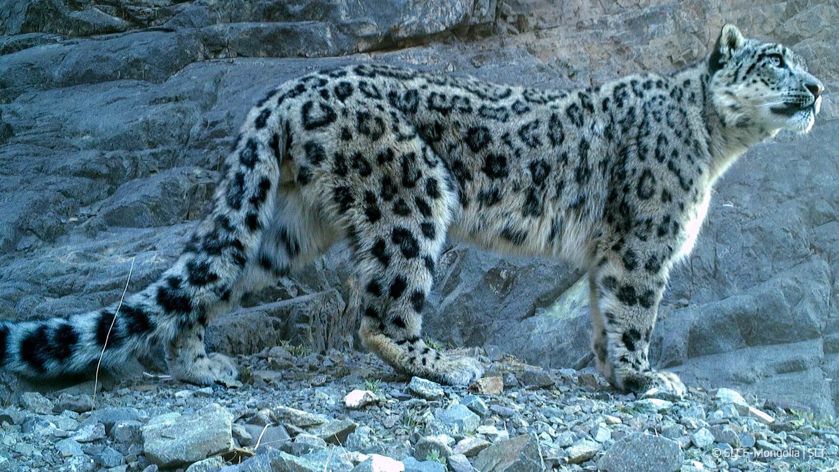 Snow_Leopard