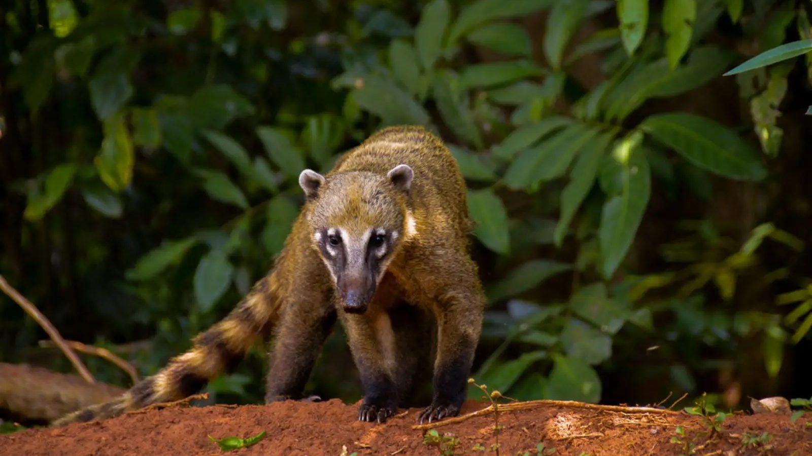 South_American_Coati