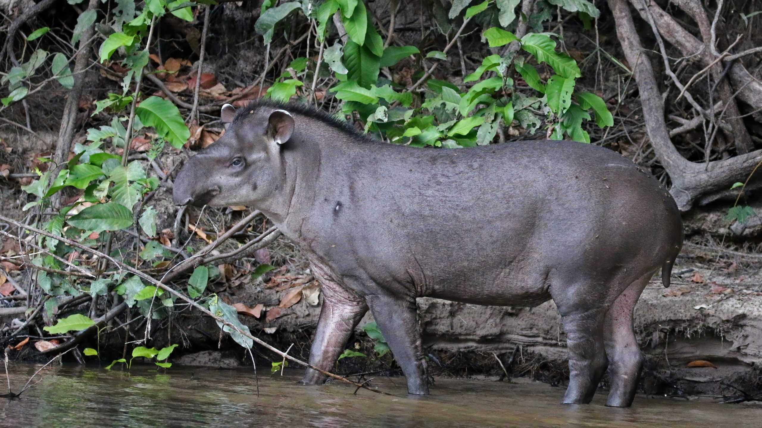 South_American_Tapir