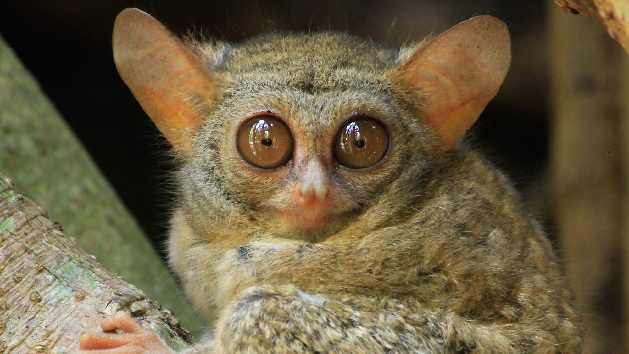 Spectral_Tarsier