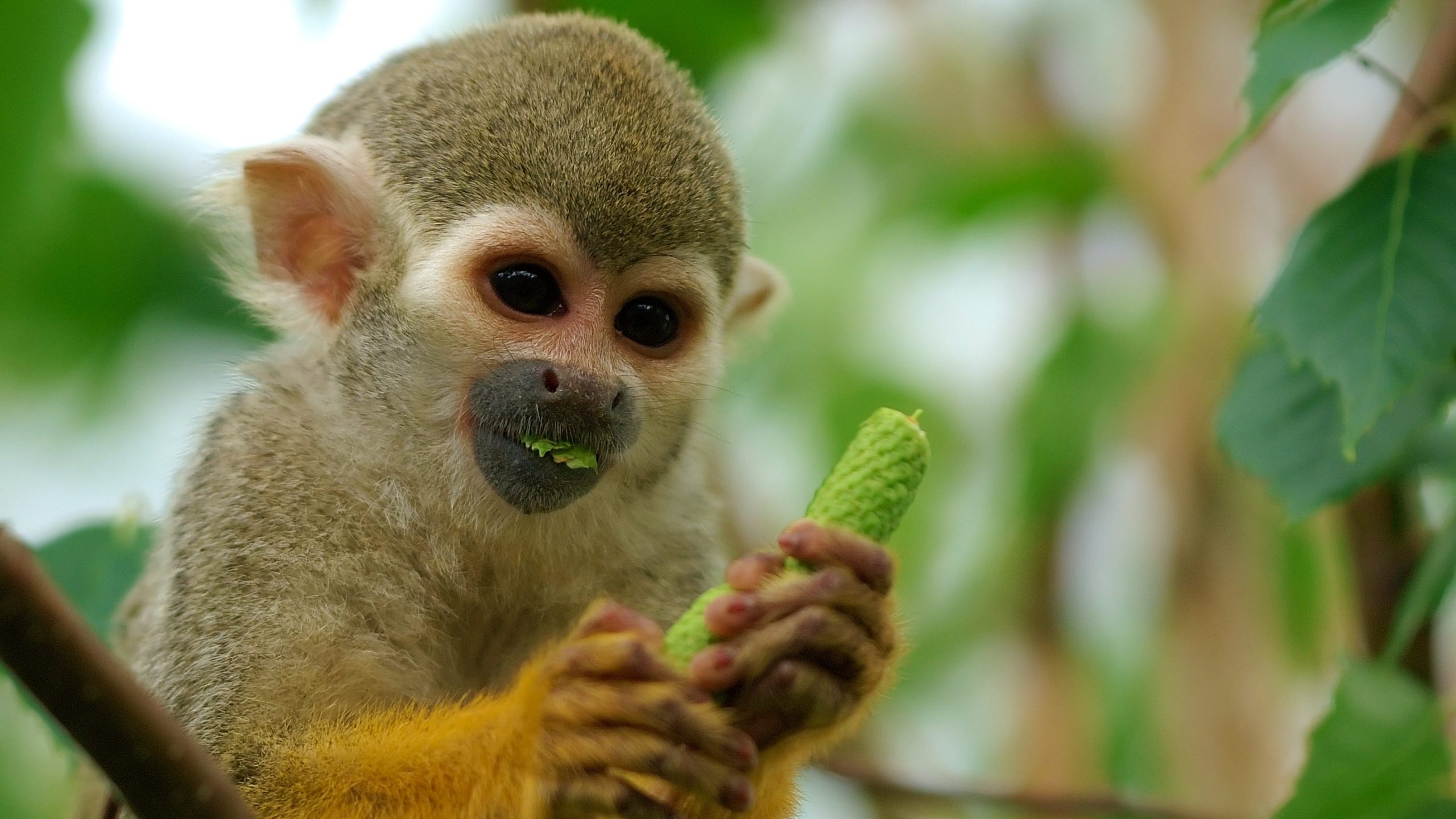 Squirrel_Monkeys