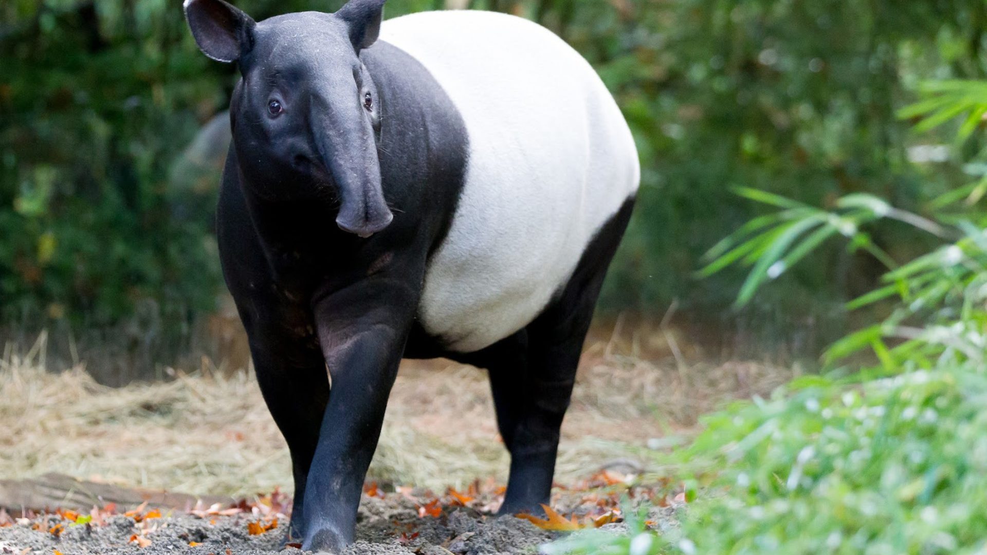 Tapir