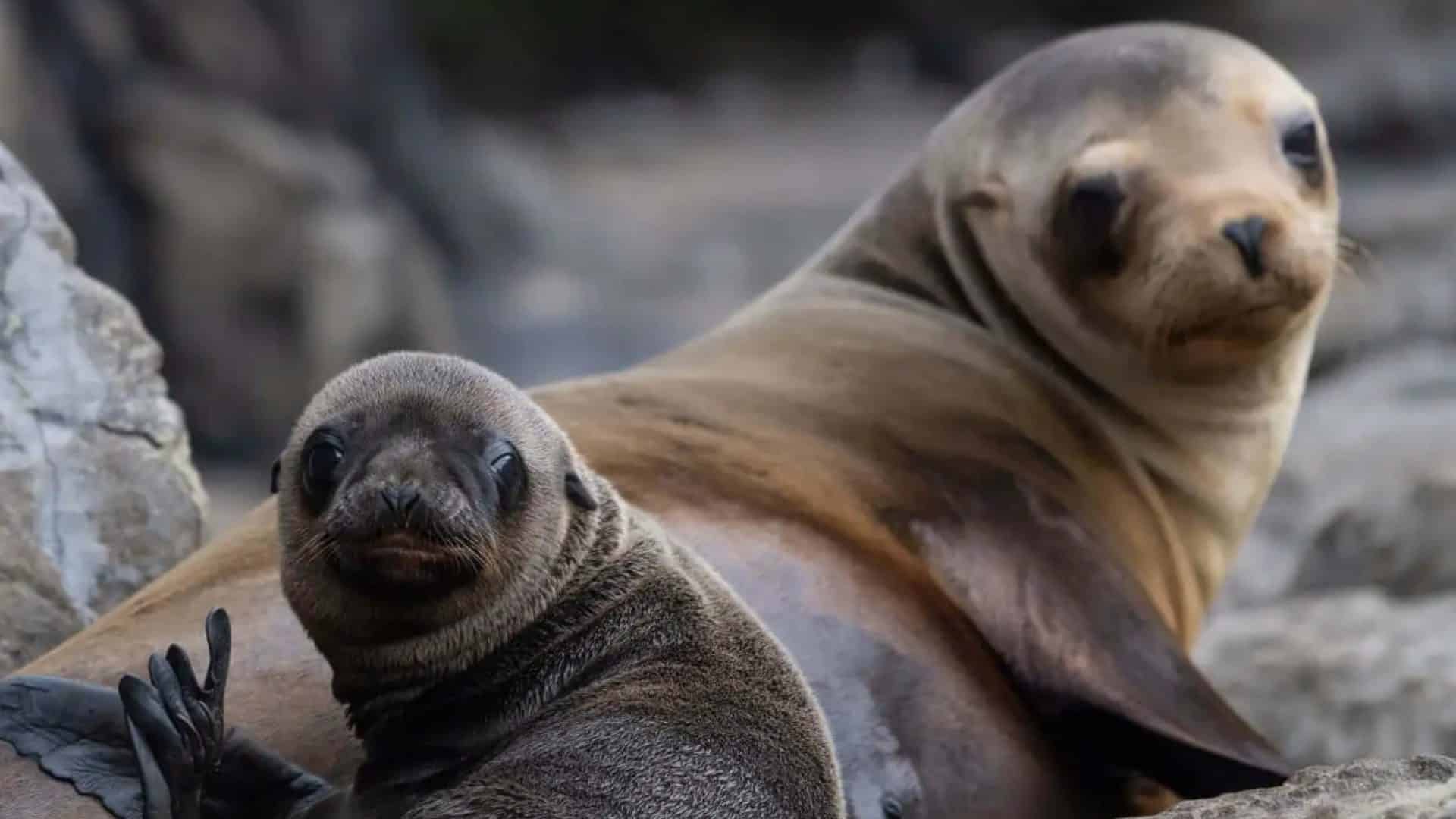 The_Importance_of_Sea_Puppies_in_The_Ecosystem