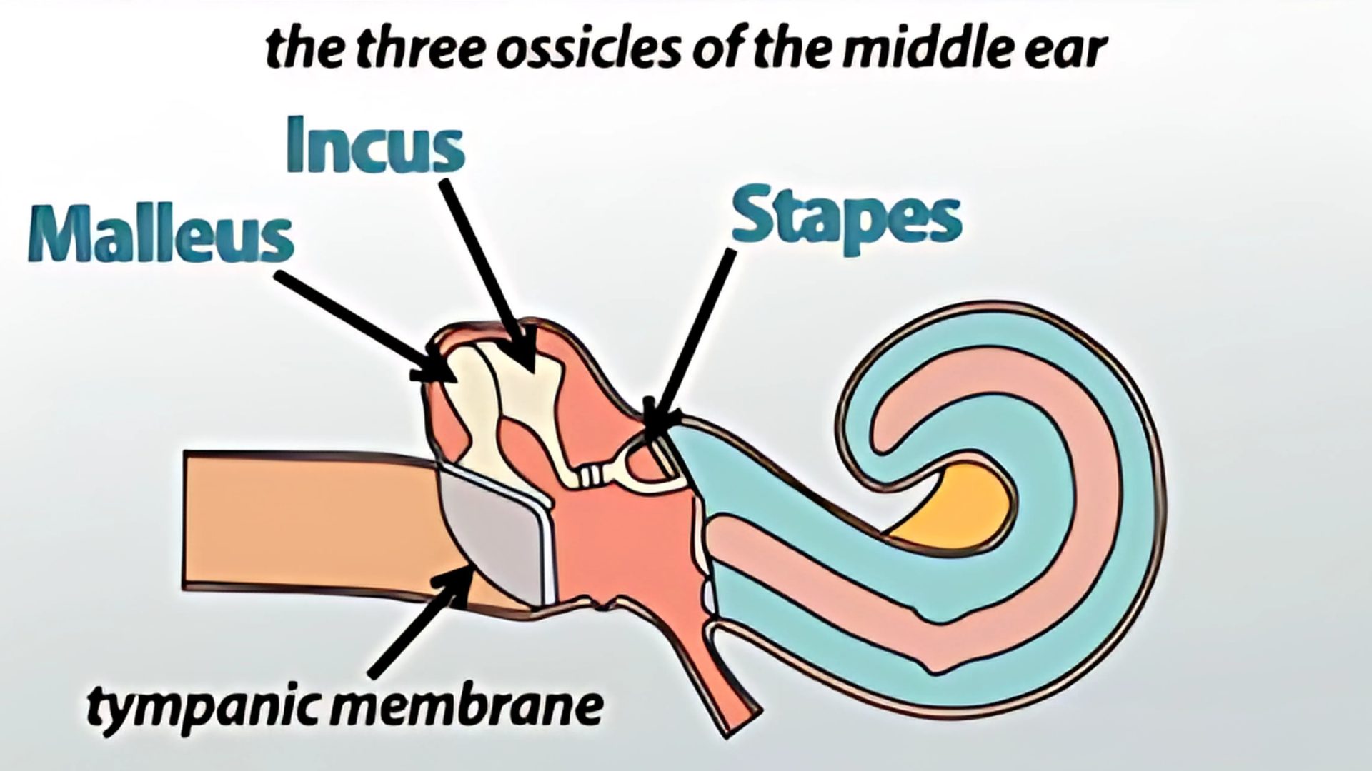 Three_Bones_in_the_Middle_Ear