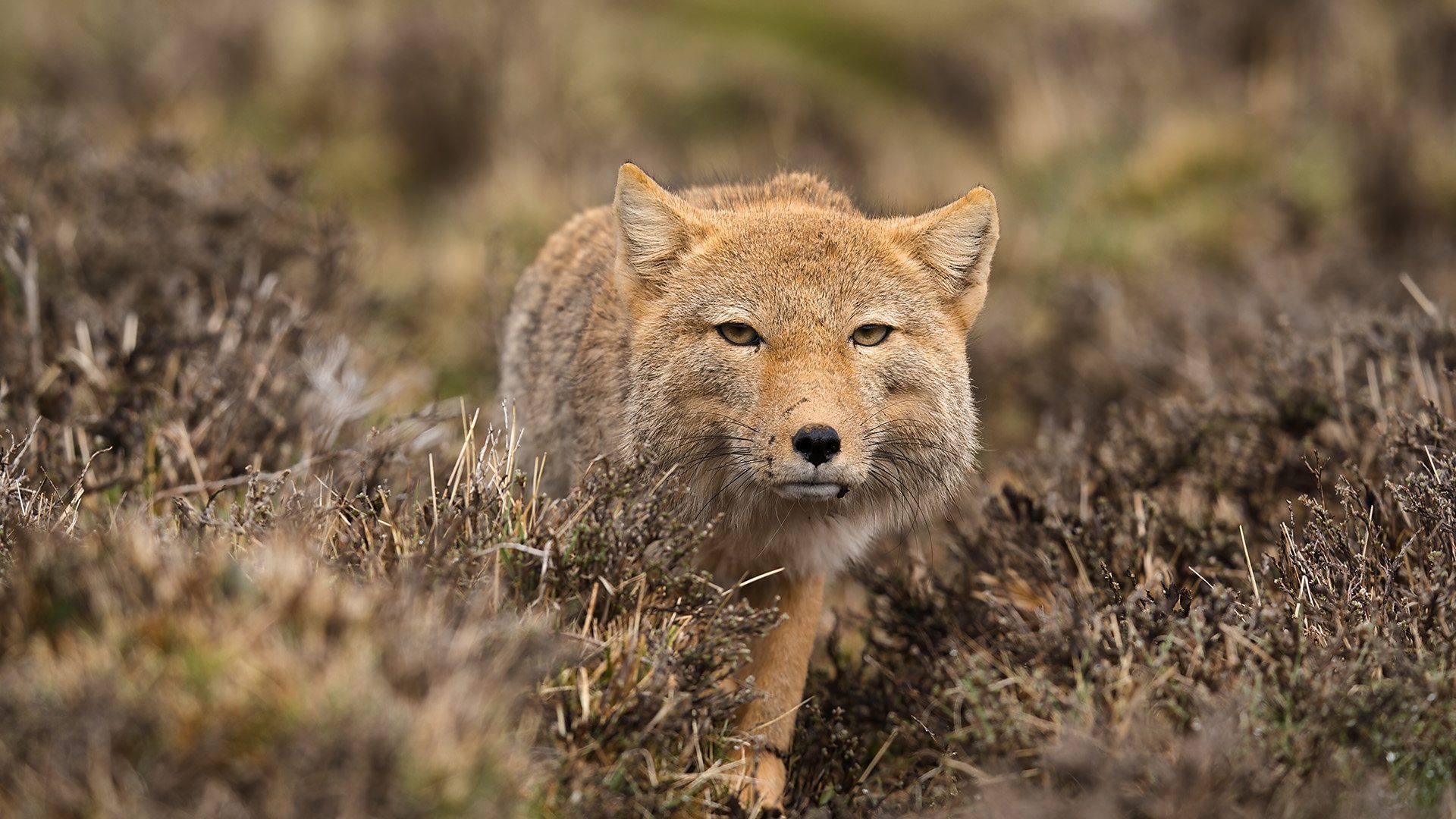 Tibetan_Fox