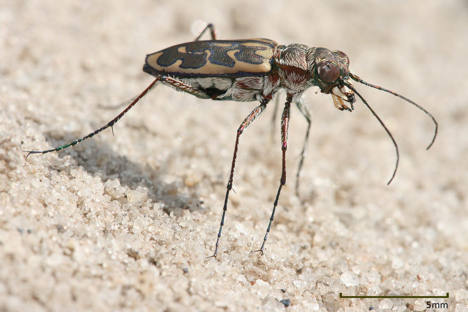 Tiger_Beetle