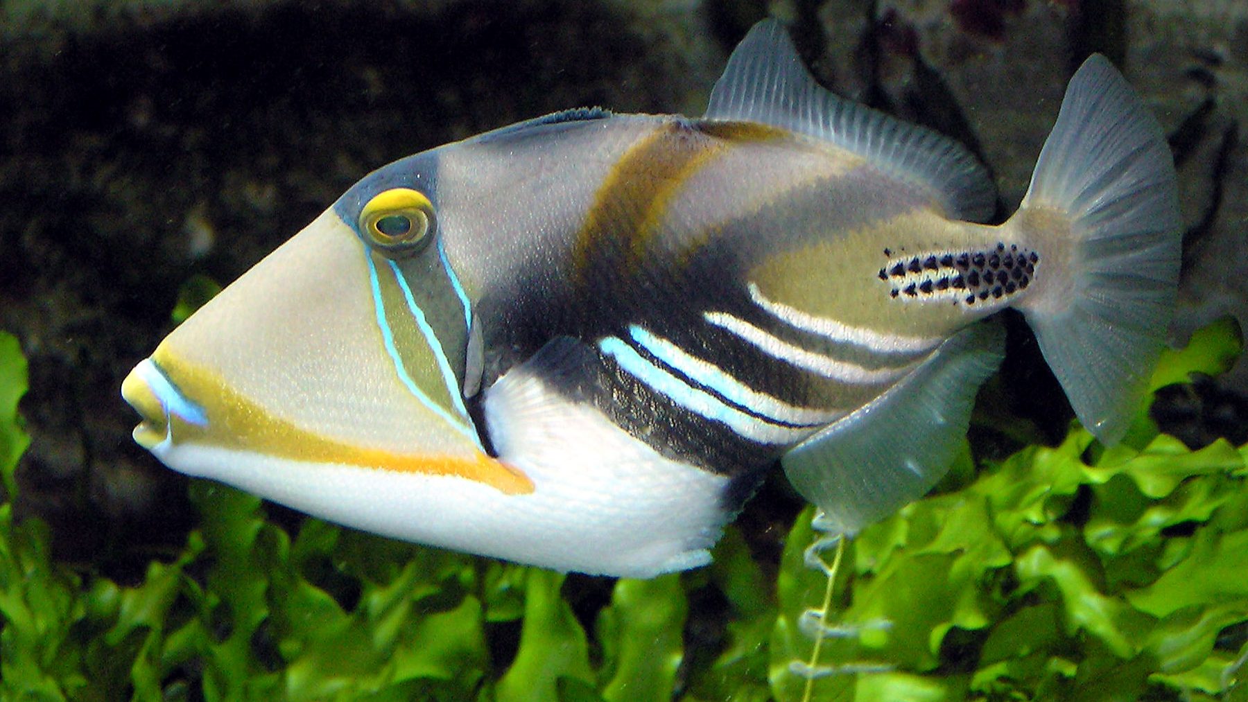 Triggerfish