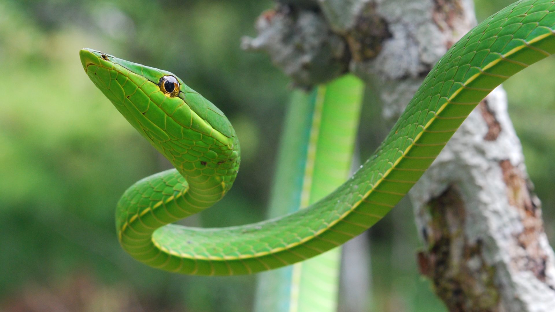 Vine_Snake