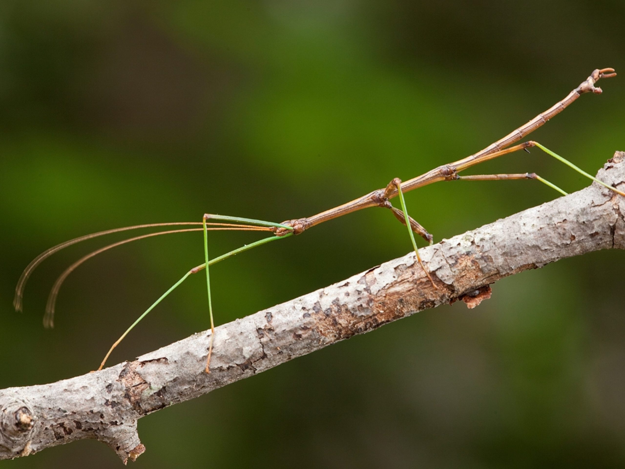 Walking_Stick