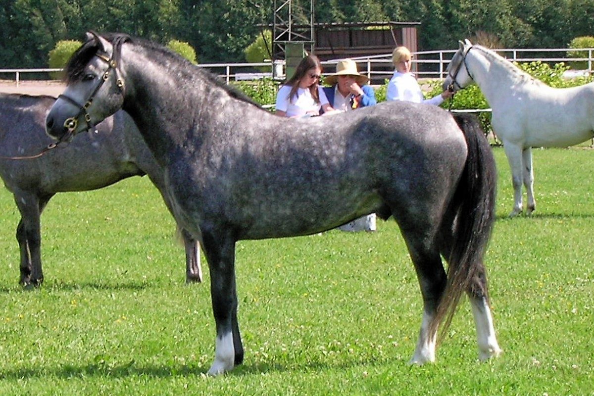 Welsh_Pony_feral_populations